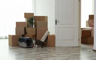 Moving House With a Cat: Before, During and After Guide